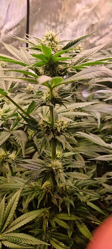Growreport Bild 2