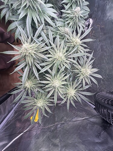 Growreport Bild 8