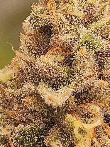 Growreport Bild 7