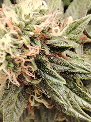 IMG_20250613_183955