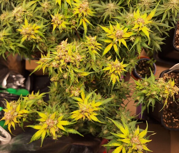 Growreport Bild 4