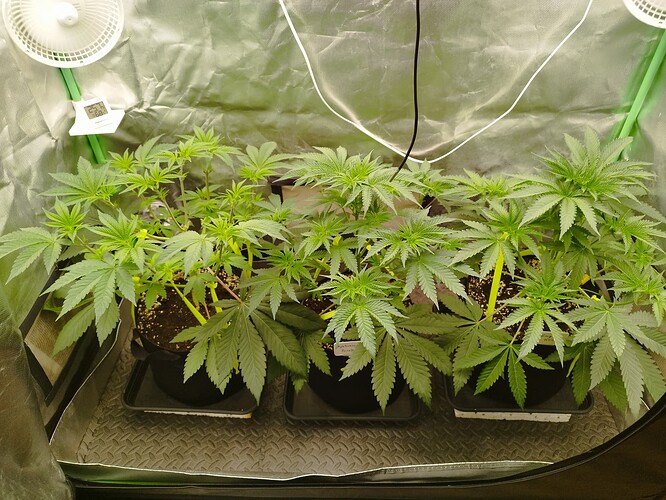 Growreport Bild 6