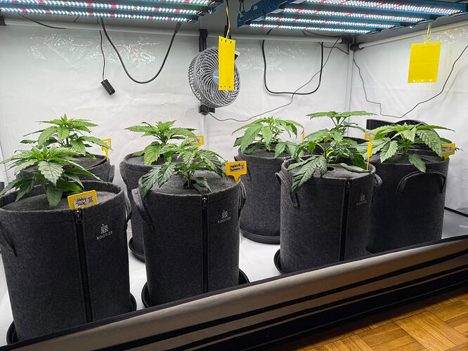 Growreport Bild 19