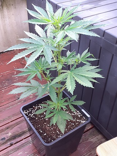 Growreport Bild 42