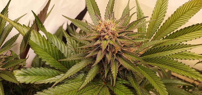 Growreport Bild 3