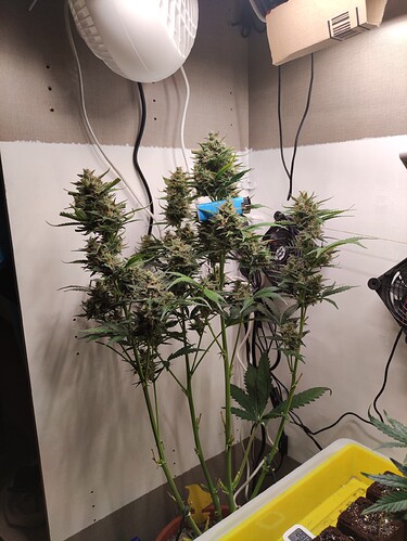 Growreport Bild 31