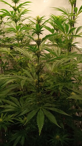 Growreport Bild 13
