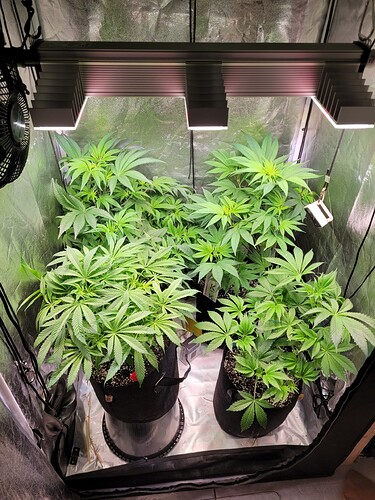 Growreport Bild 2