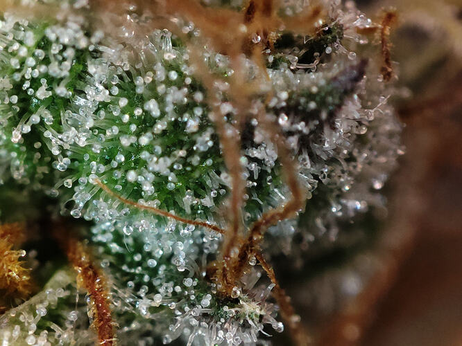 Growreport Bild 86