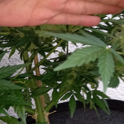 Growreport Bild 16