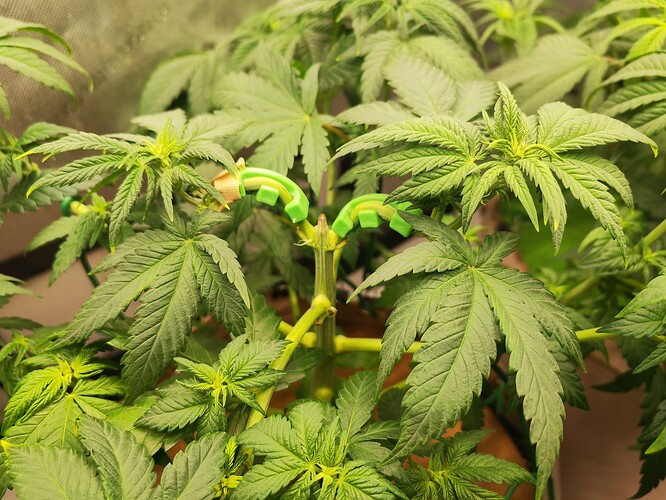 Growreport Bild 3