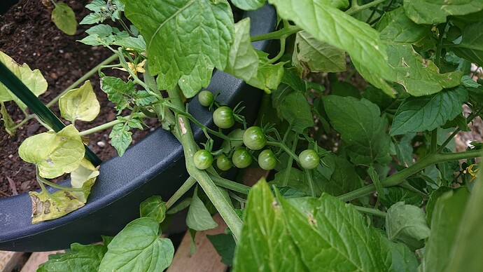 Growreport Bild 10