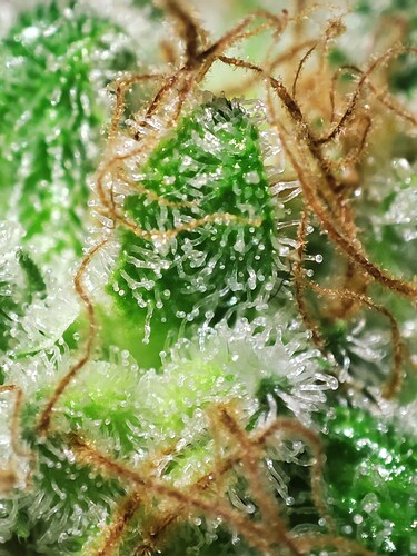 Growreport Bild 40
