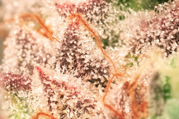 Trichome Nicole Kush