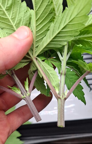 Growreport Bild 7