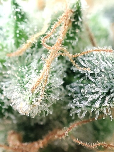 Growreport Bild 74