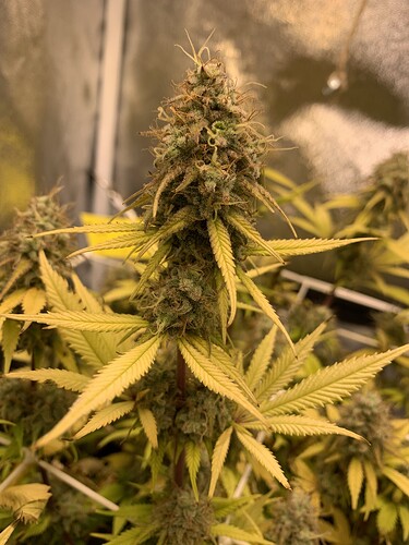 Growreport Bild 3