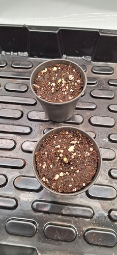 Growreport Bild 7