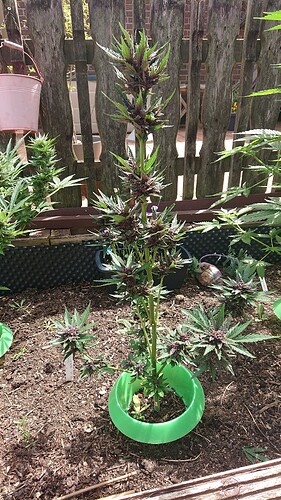 Growreport Bild 75