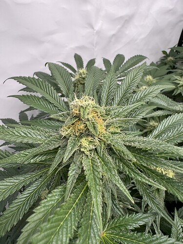 Growreport Bild 2