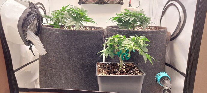 Growreport Bild 6