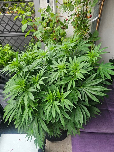 Growreport Bild 18