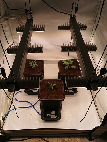 Growreport Bild 3