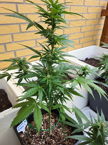 Growreport Bild 5