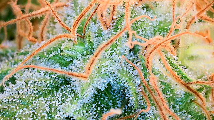 Growreport Bild 17