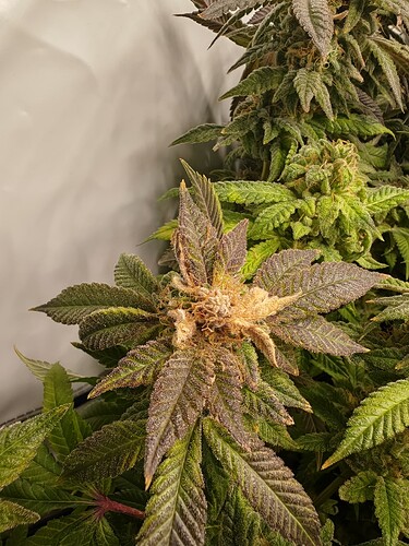 Growreport Bild 4