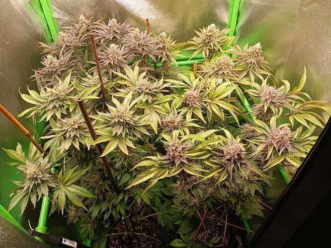 Growreport Bild 49