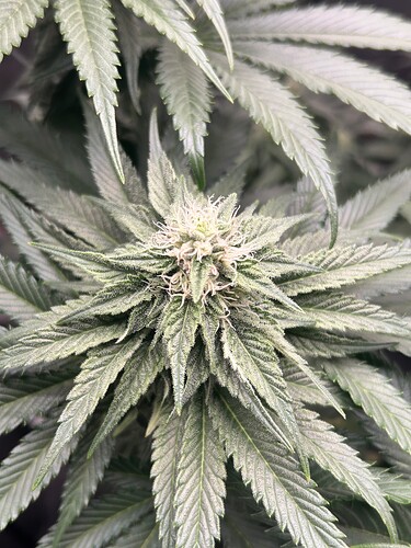 Growreport Bild 31
