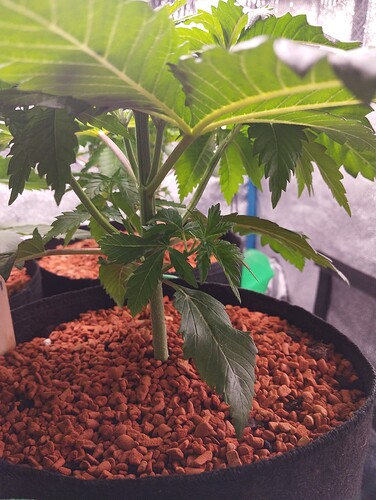 IMG_20241212_204859 - Kopie