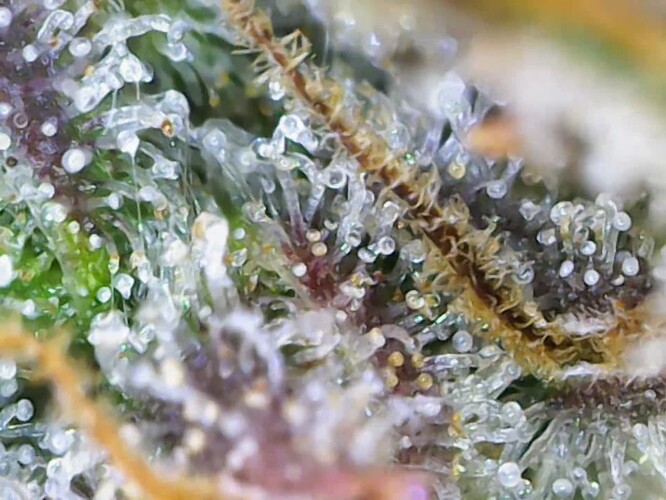 cap_bc103f14a50e32c5b817f82c1f9c103f_00_01_09_06