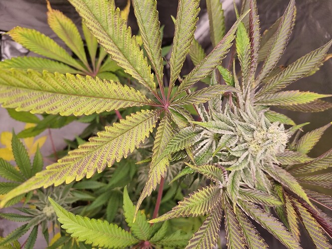 Nahaufnahme einer blühenden Cannabispflanze mit violetten und grünen Blättern, die Anzeichen von Nährstoffmangel zeigen.