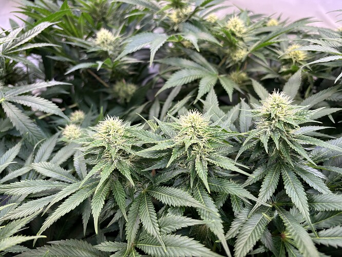 Growreport Bild 22