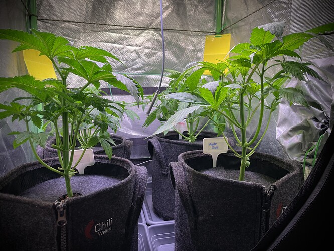 Growreport Bild 9