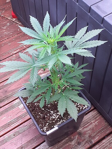 Growreport Bild 33