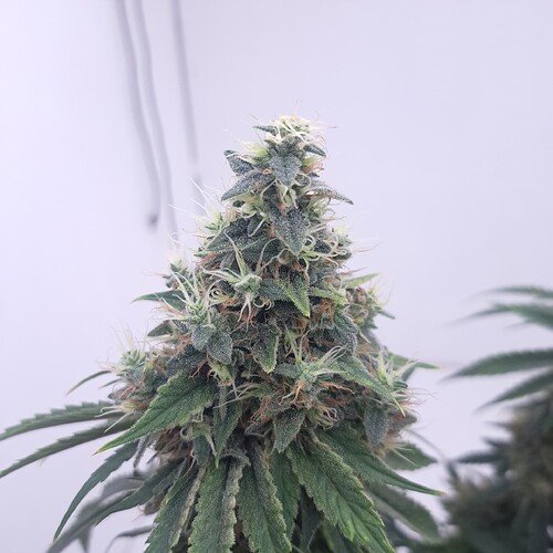 Growreport Bild 8