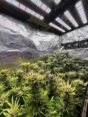 Mehrere Cannabis-Pflanzen in der Blütephase unter LED-Wachstumslichtern in einer Growbox.