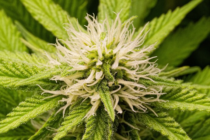 Growreport Bild 10