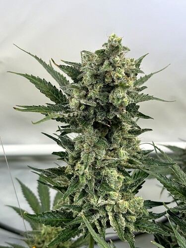 Growreport Bild 7