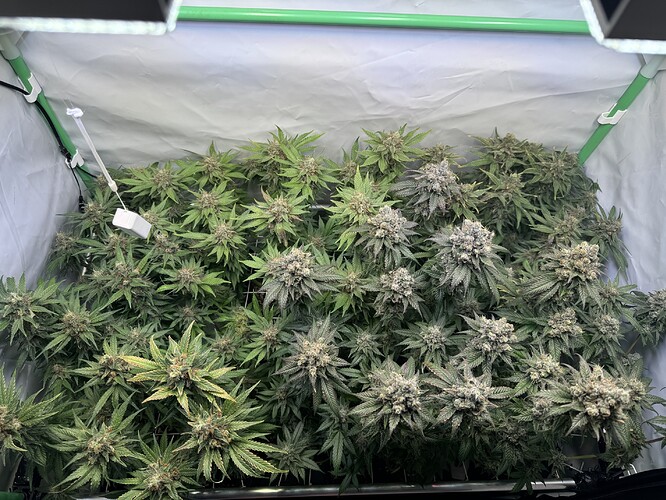 Growreport Bild 45