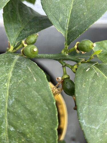 Growreport Bild 20