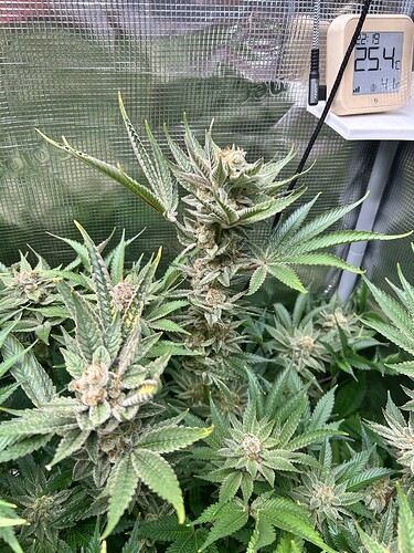 Nahaufnahme von Cannabis-Pflanzen in der Blütephase, mit sichtbaren Trichomen und dichtem Blattwerk. Ein digitales Thermometer zeigt 25.4 Grad Celsius an.