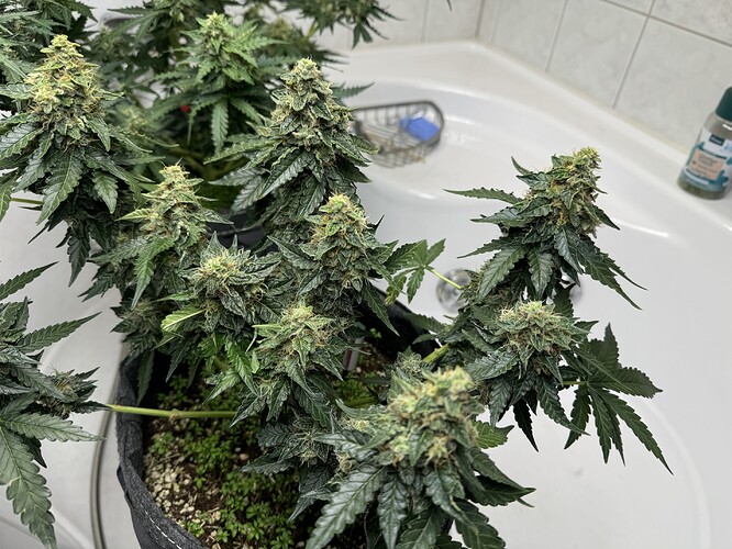 Growreport Bild 37