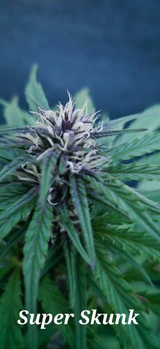 Growreport Bild 17