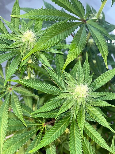 Mimosa Sidebuds 8624 1