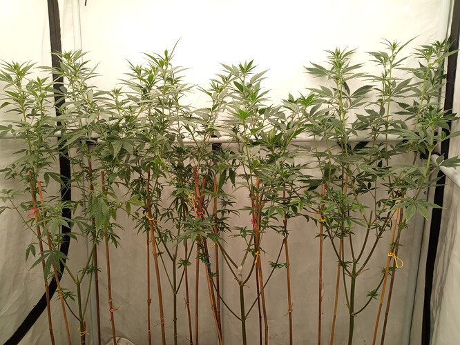 Growreport Bild 9