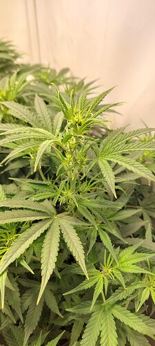 Growreport Bild 3